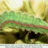 pol damone larva4a